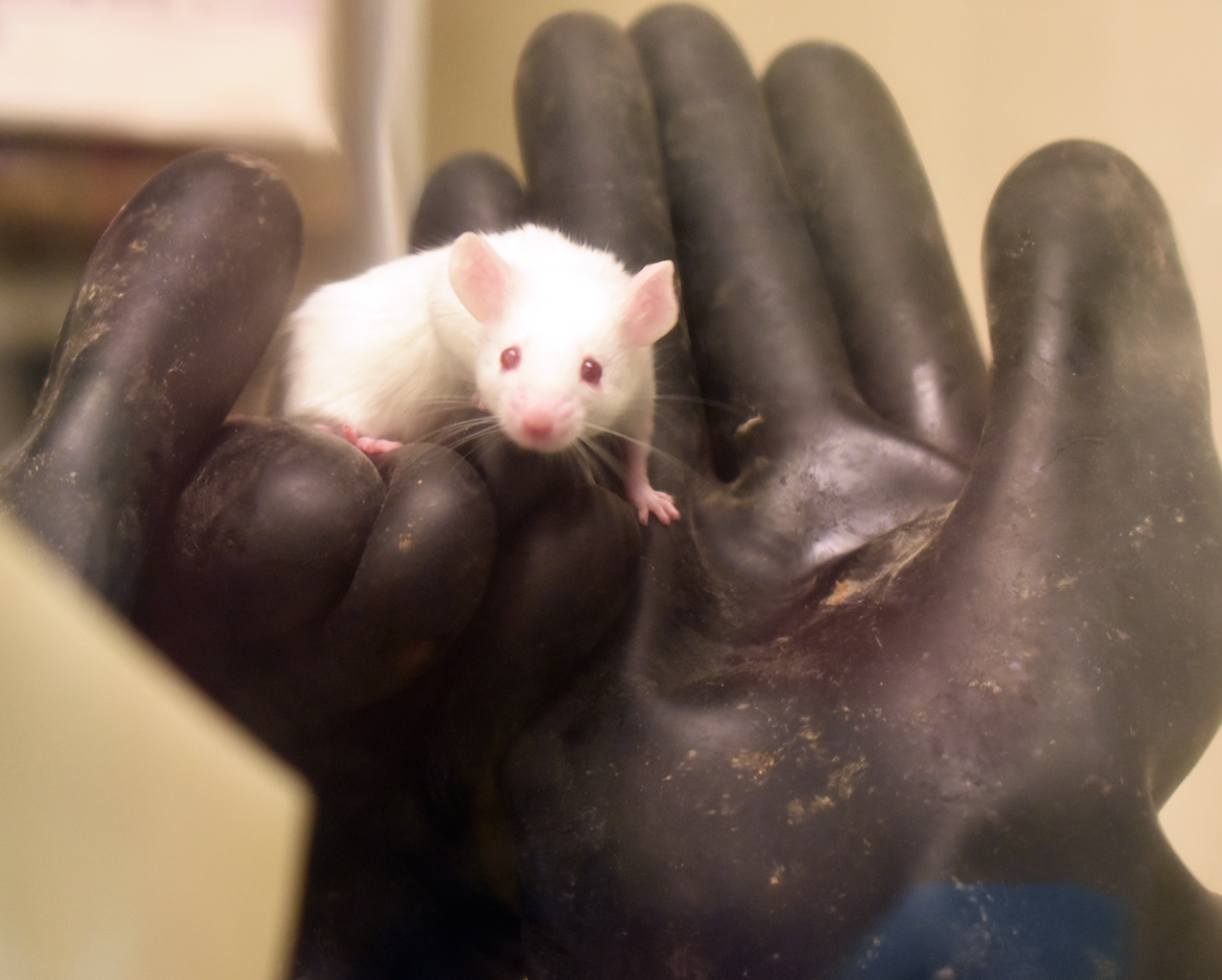 Germ-free white mouse