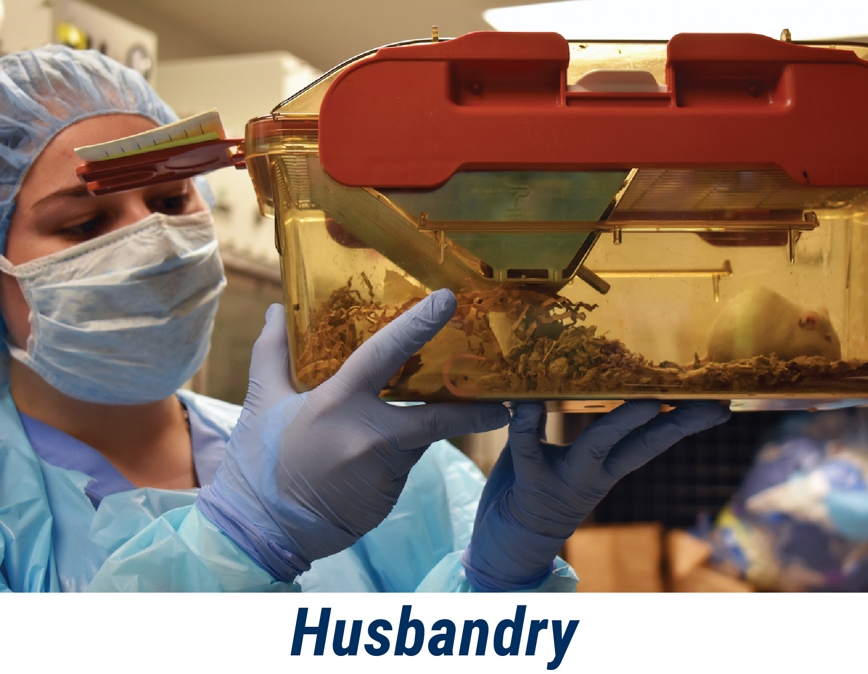 Laboratory technician performing husbandry health check in germ-free mouse facility