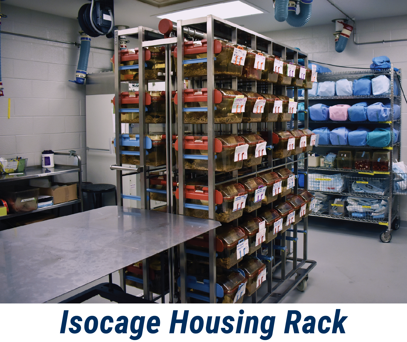 Isocage housing rack in germ-free mouse facility