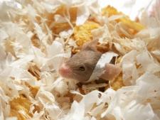 image of mouse with two types of bedding used for animal enrichment