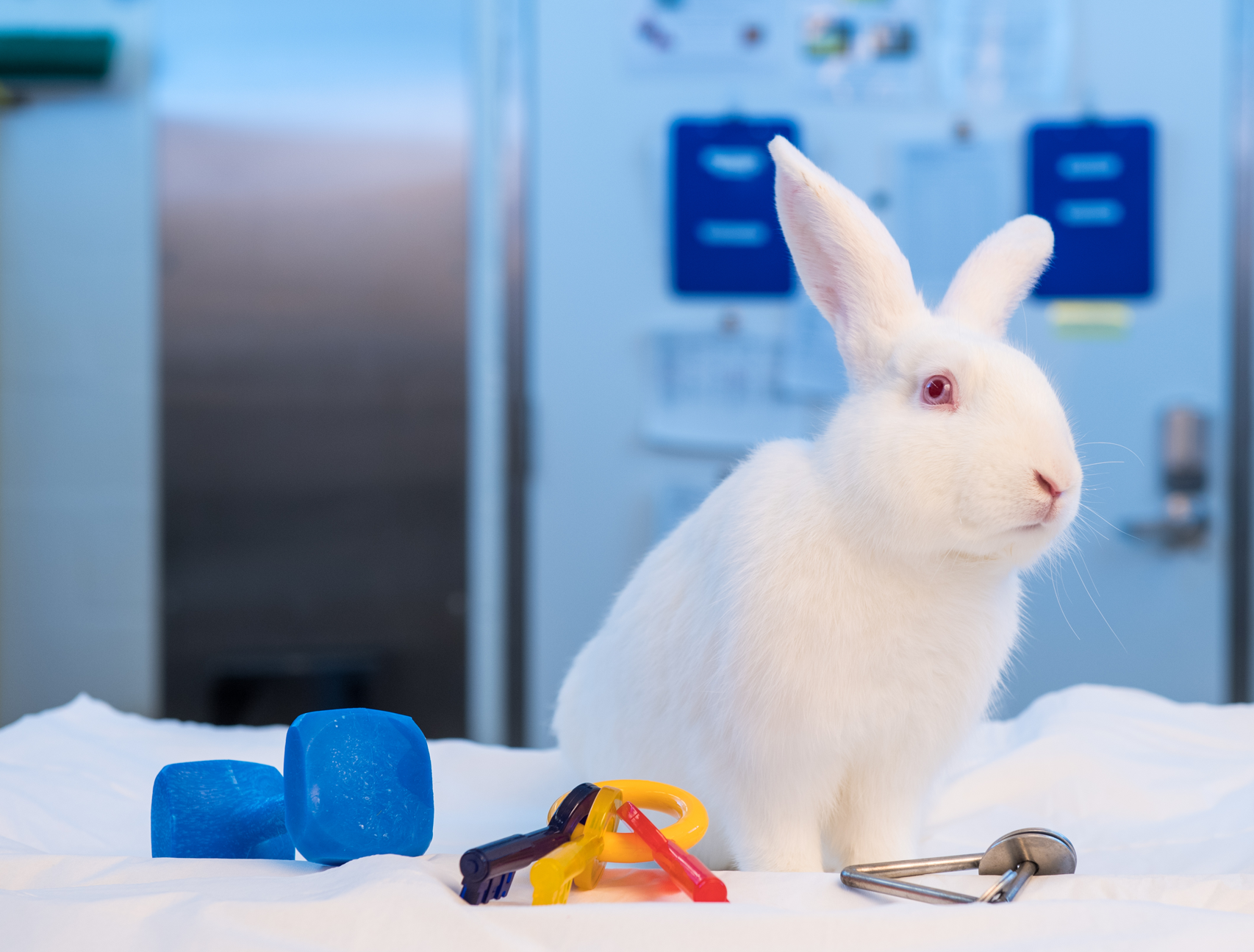 White rabbit with animal enrichment items