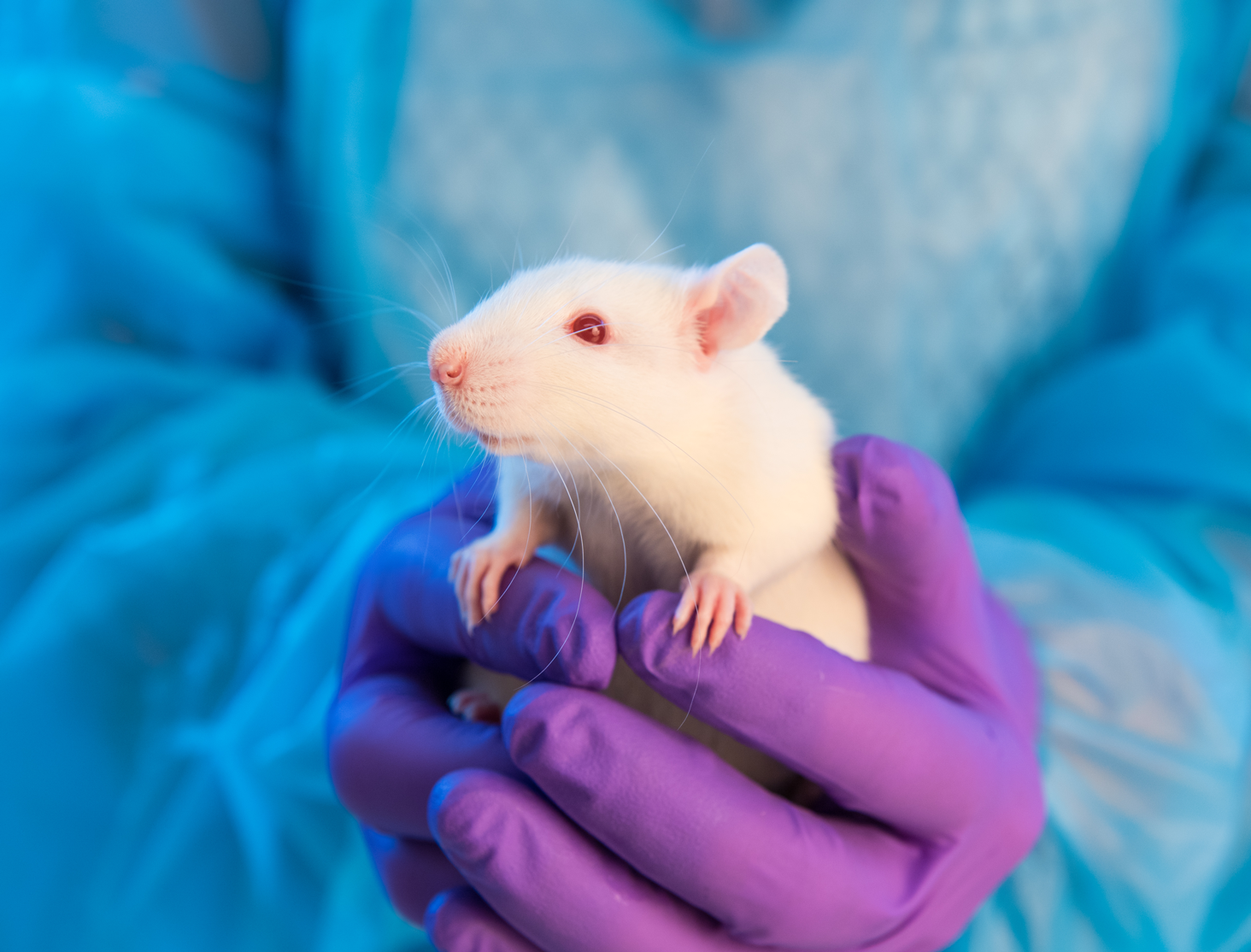 Researcher donning personal protective equipment holds white rat