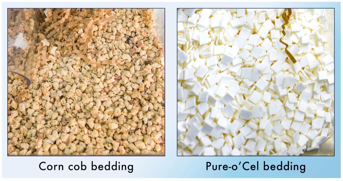 Side-by-side comparison of corn cob and Pure-o-Cel bedding