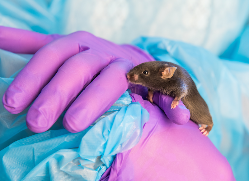 Researcher donning personal protective equipment holds small black mouse