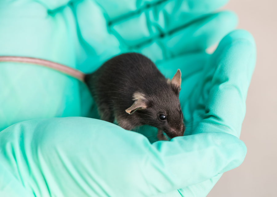 Laboratory technician holding small black mouse