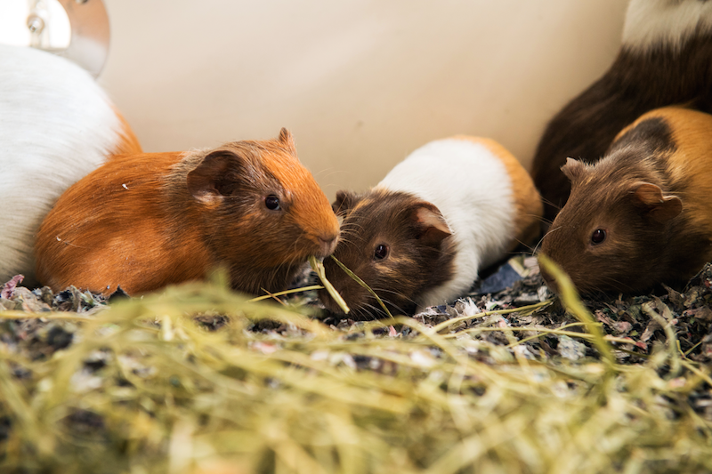 Guinea pigs eating hay