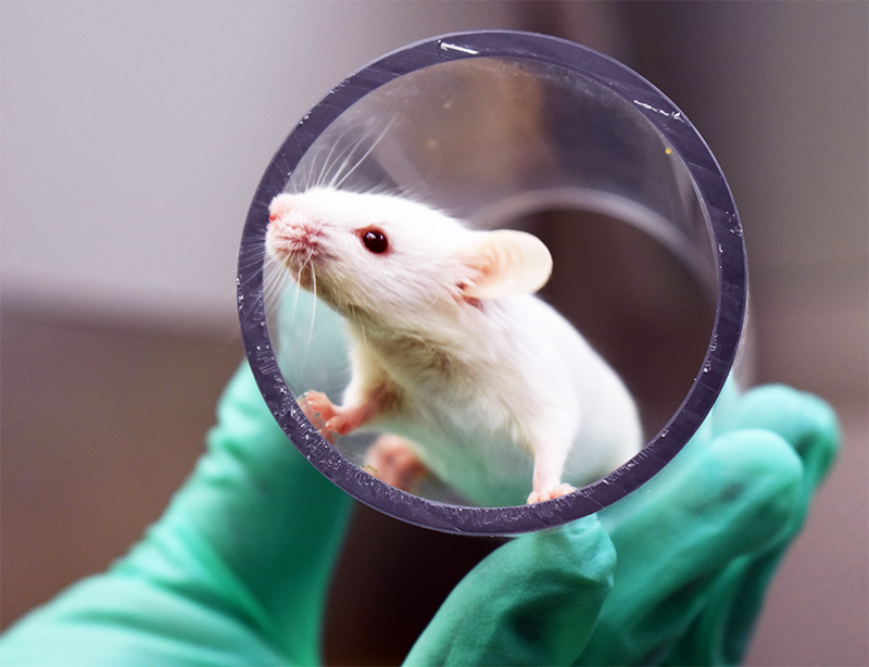 Researcher holding white mouse in tunnel