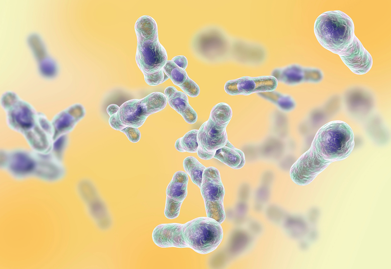 Computer illustration of Clostridioides difficile bacteria