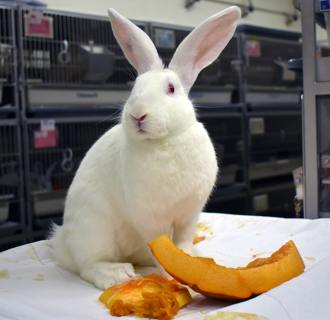 White rabbit with pumpkin enrichment