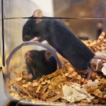 Two black mice play in clear tunnel with nesting material