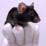 Researcher holding black mouse