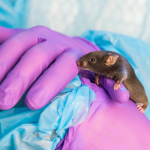 Researcher donning personal protective equipment holds small black mouse