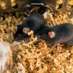 Two black mice play in enclosure with enrichment items