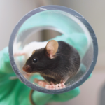 Animal technician holds black mouse in clear enrichment tube