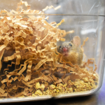 Brown laboratory mouse in nesting material