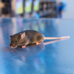 Brown mouse in laboratory