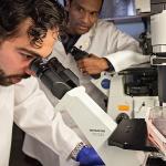 U-M researchers studying prostate cancer cell lines