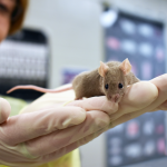 Laboratory personnel holds small brown mouse 
