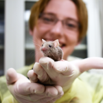 Researcher holding brown mouse