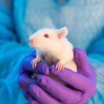 Lab personnel holds white rat