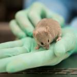 Researcher holding mouse