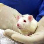 White rat being held by laboratory animal technician