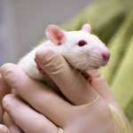White rat being held by laboratory animal technician