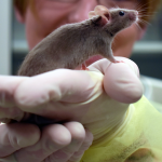 Technician holds brown mouse