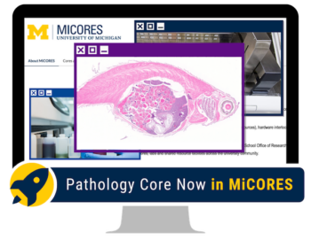 Computer screen with MiCORES login page and microscopic image of zebrafish taken by the ULAM Pathology Core