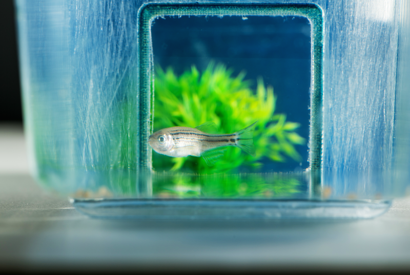 Photo of zebrafish in tank with environmental enrichment items