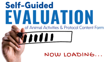 Hand drawing on white board with label that states "Now Loading: Self-Guided Evaluation of Animal Activities & Protocol Content Form”