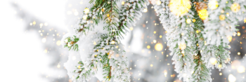 Snow covered pine tree branch