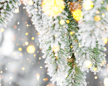 Snow covered pine trees