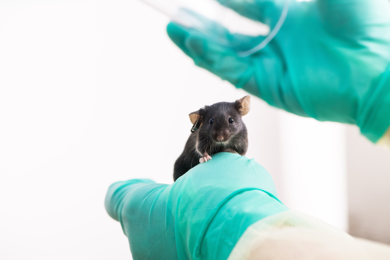 Veterinarian holds black mouse in laboratory