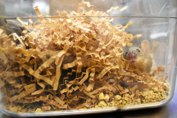 Brown laboratory mouse in nesting material