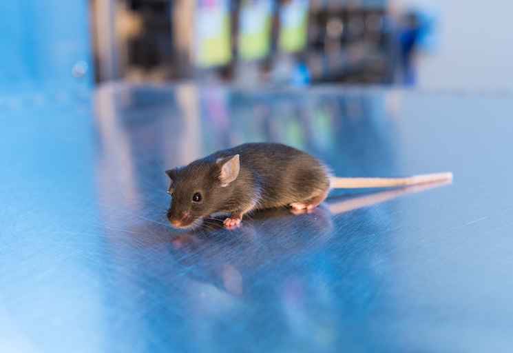 Brown mouse in laboratory