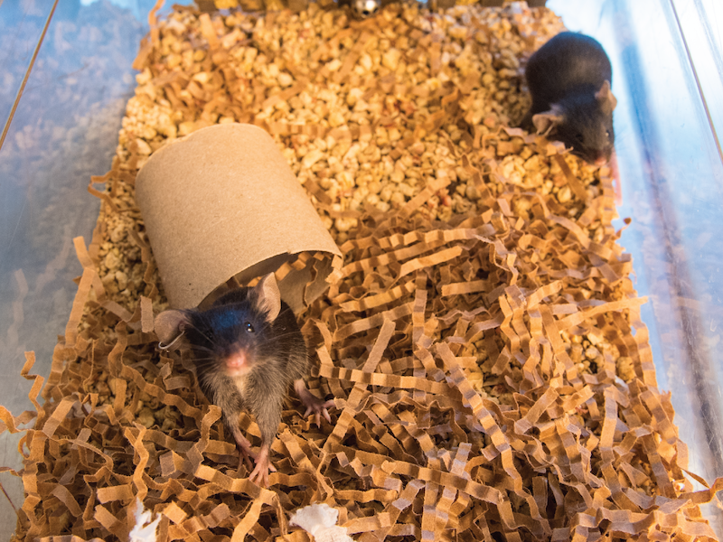 Black mice play in cardboard tube