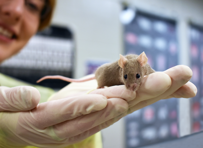 Laboratory personnel holds small brown mouse