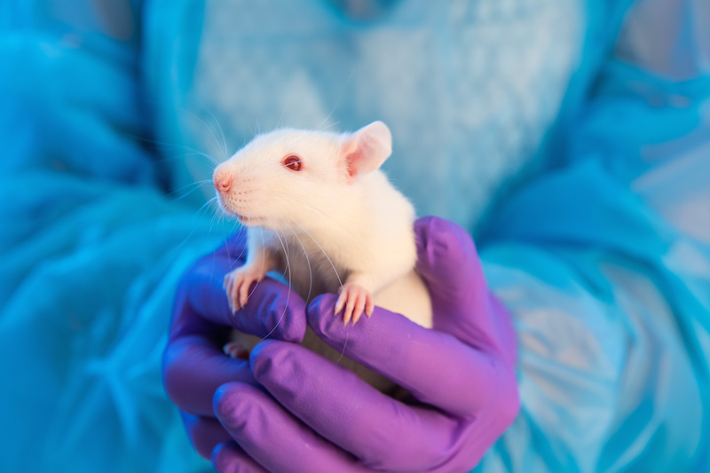 Lab personnel holds white rat