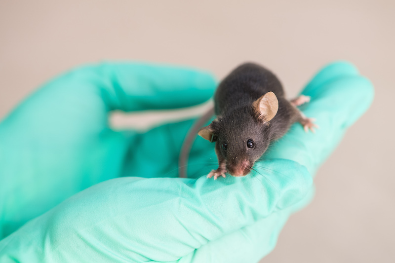 Researcher donning green gloves holds small black mouse
