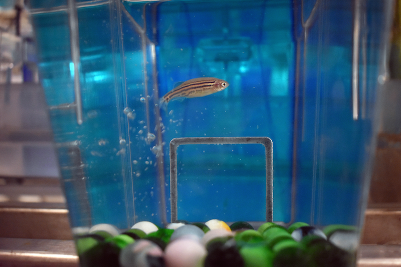 Zebrafish swims in shuttle tank with enrichment items