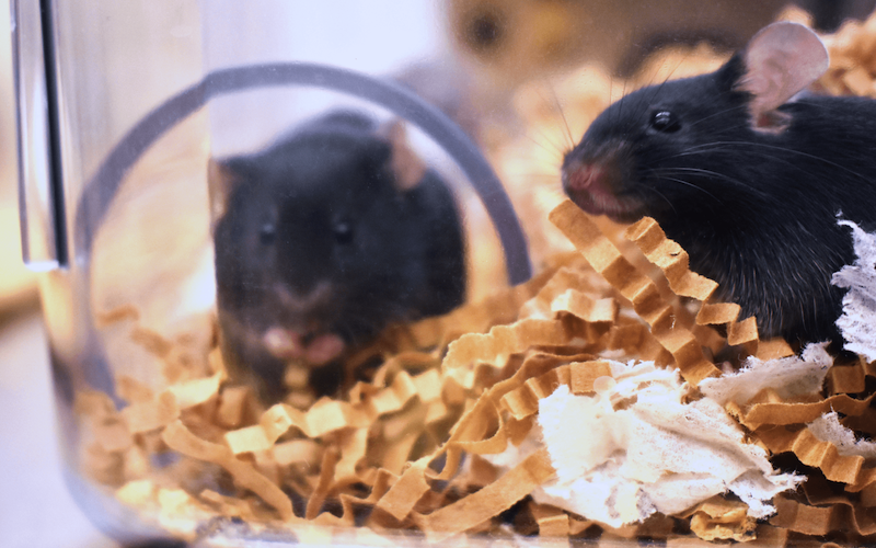 Two black mice play in enclosure with enrichment items