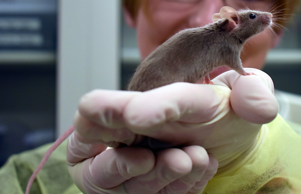 Technician holds brown mouse