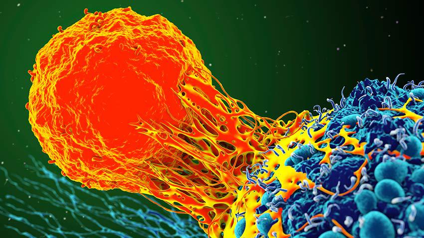 Illustration of a T cell attacking a cancer cell. Roger Harris/Science Photo Library via Getty Images.