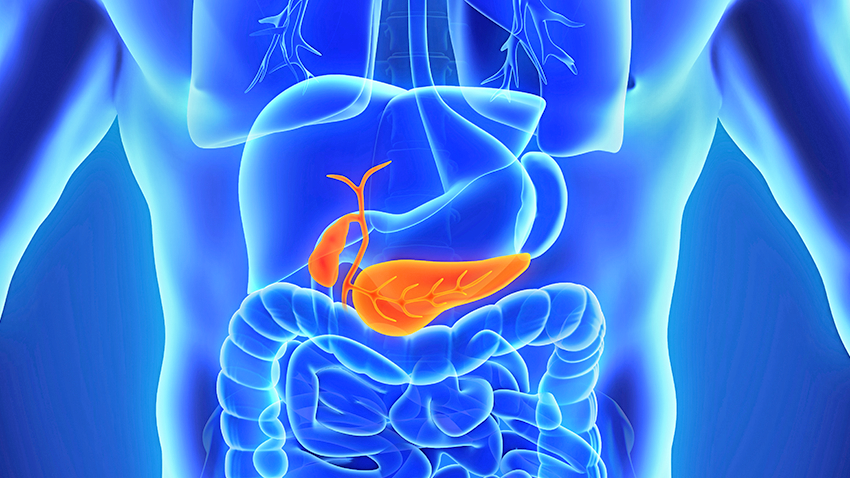 illustration showing human pancreas