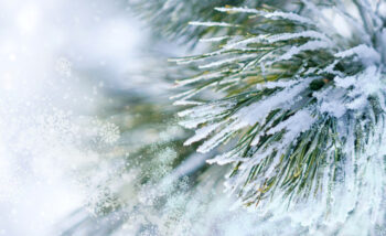 Picture of snow covered pine tree