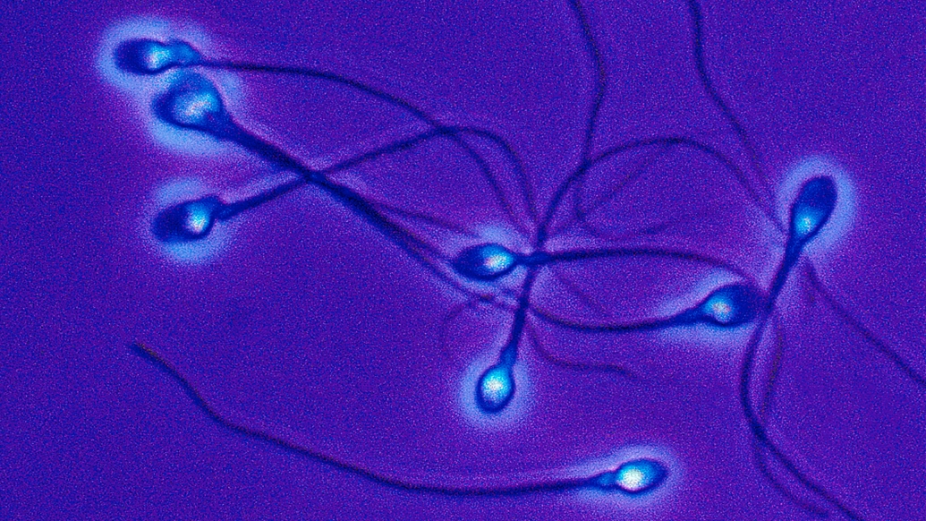 Microscopic sperm cells under purple UV light