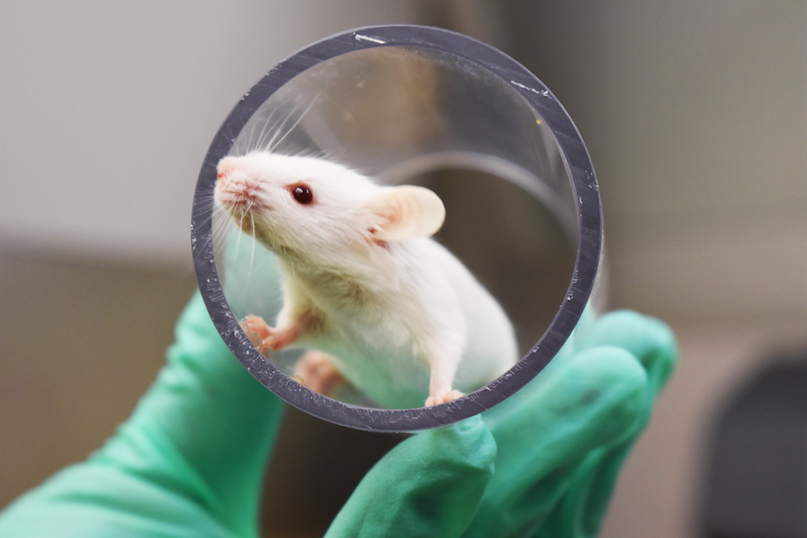 Animal technician holds white mouse in environmental enrichment tunnel