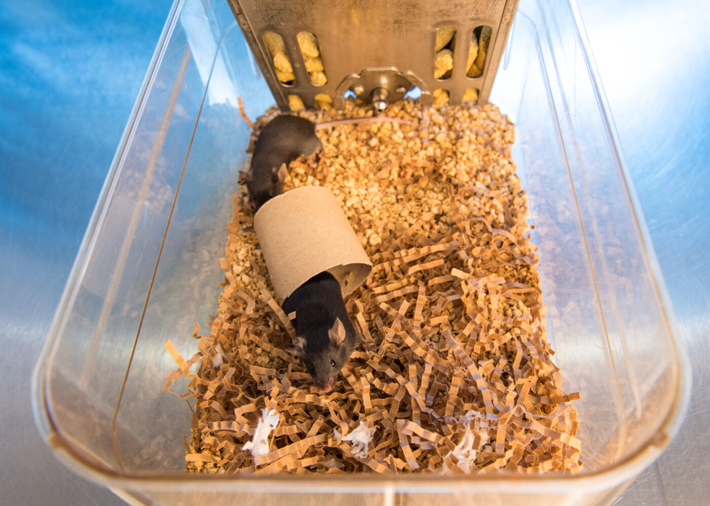 Black mice in enclosure with nesting and enrichment material