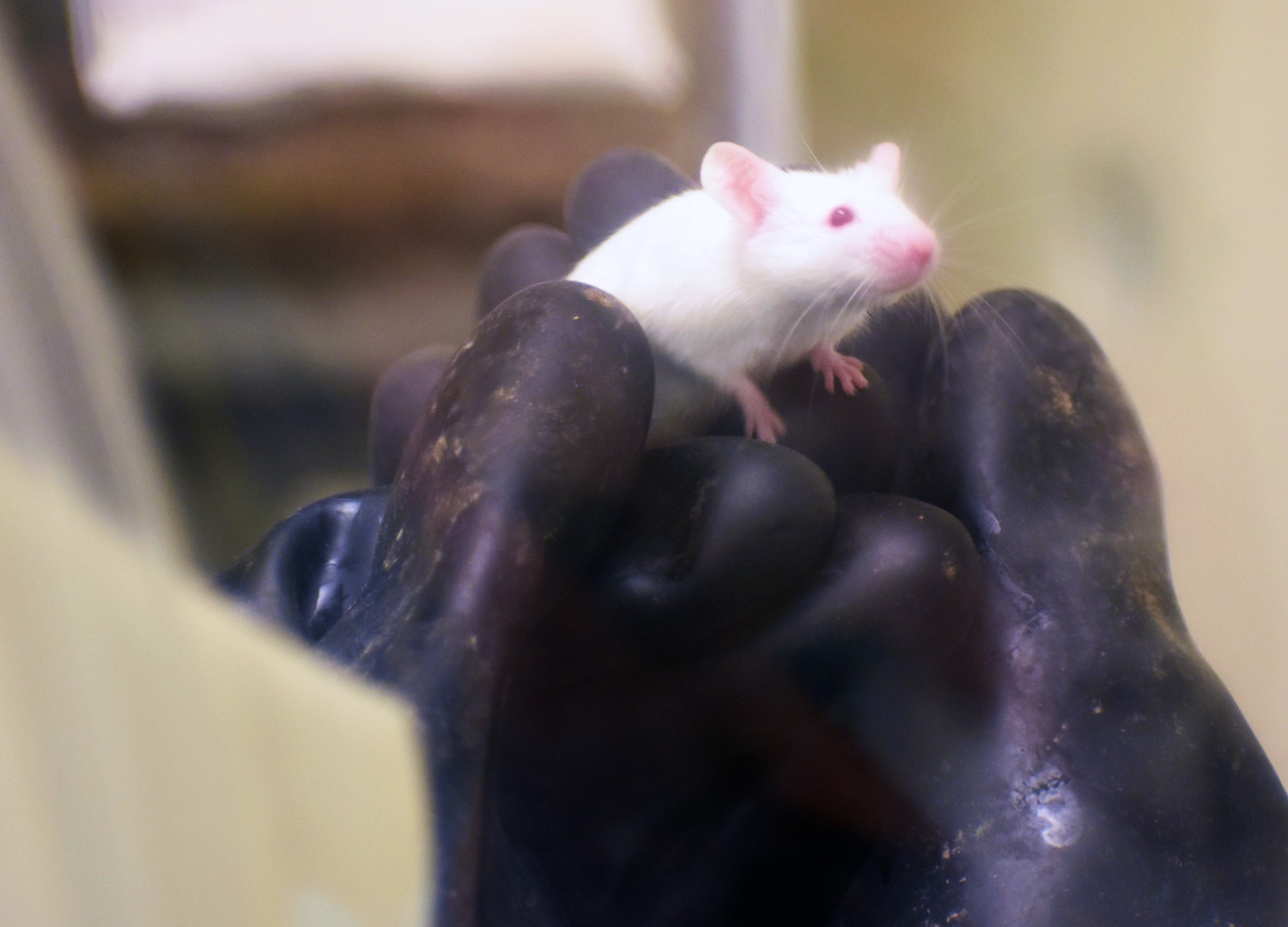 Technician holds germ-free white mouse